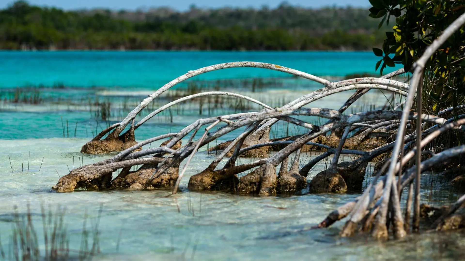 Ferienpark Aqua Viva, Pool, Ac, Internet, Beach Club Bacalar